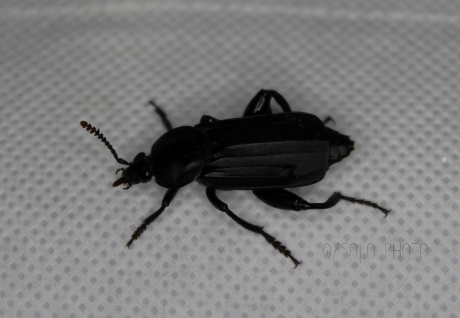 Necrodes littoralis - nagy dögbogár