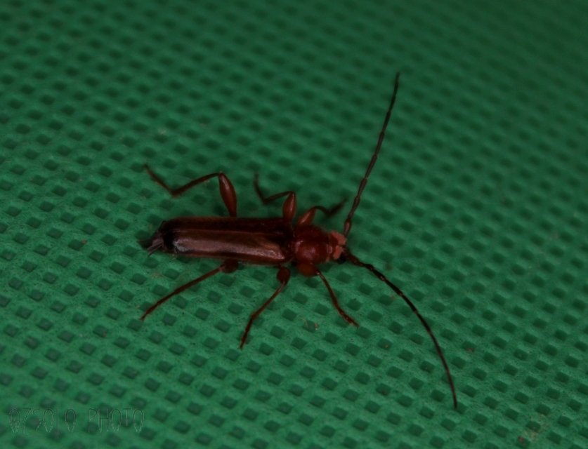 Phymatodes testaceus - változékony korongcincér