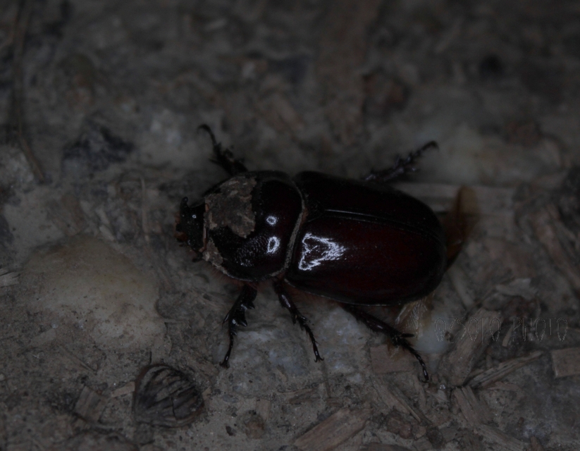 Oryctes nasicornis - orrszarvú bogár