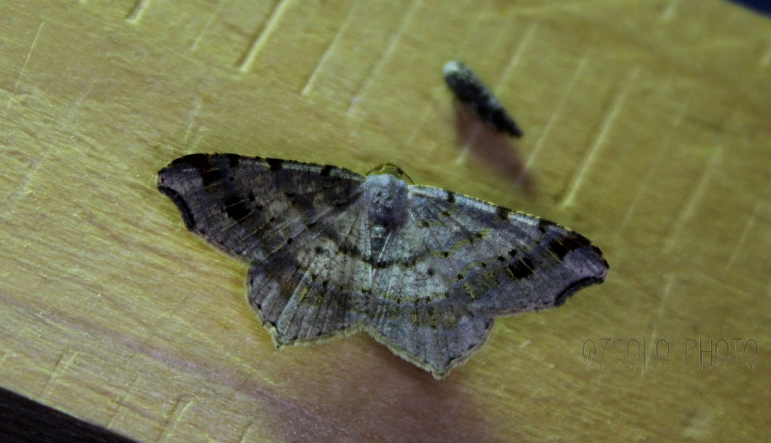 Macaria alternata - közönséges szürkearaszoló
