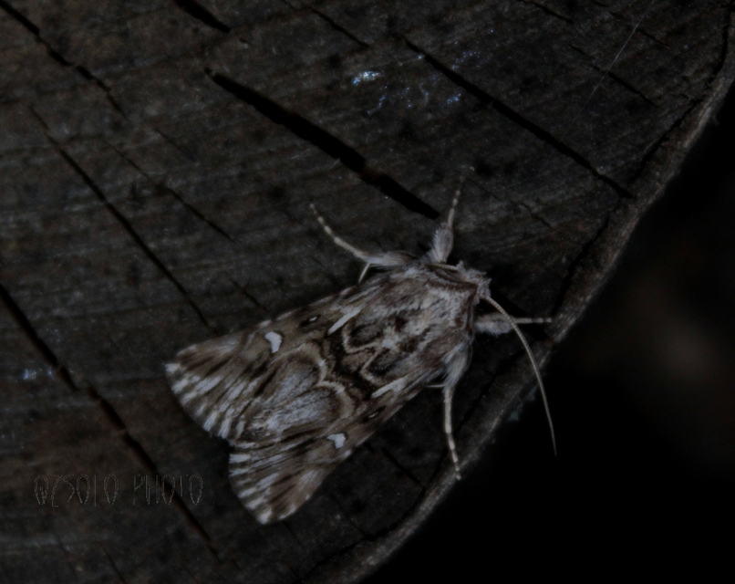 Calophasia lunula - gyújtoványfű-apróbagoly