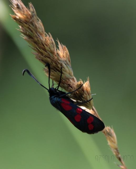 Zygaena filipendulae - acélszínű csüngőlepke