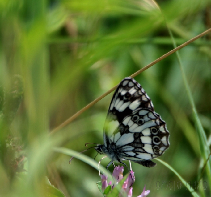 Melanargia galathea - sakktáblalepke
