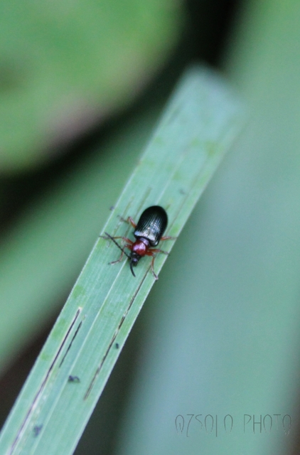 Oulema melanopus/duftschmidi