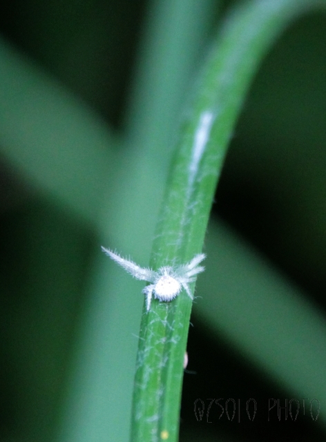 Heriaeus