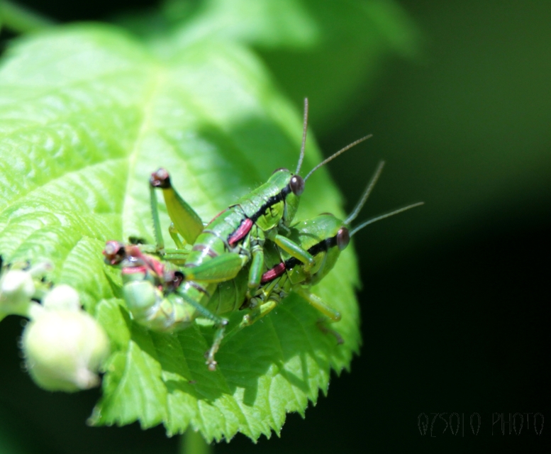 Odontopodisma decipiens - déli hegyisáska