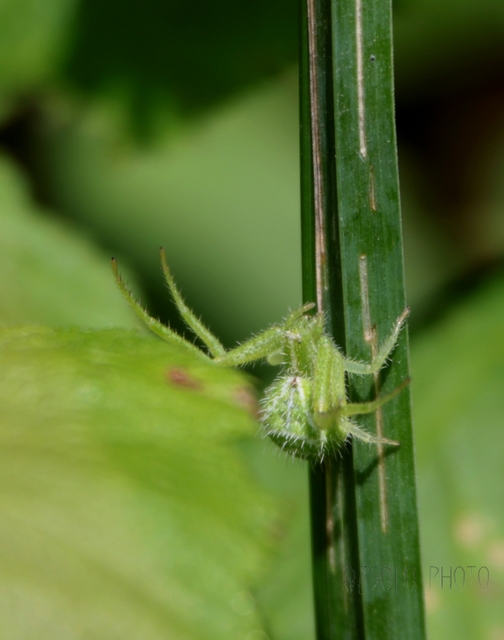 Heriaeus