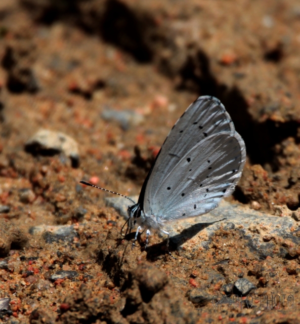 Celastrina argiolus - bengeboglárka
