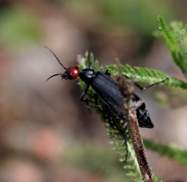 Epicauta rufidorsum - hollóbogár