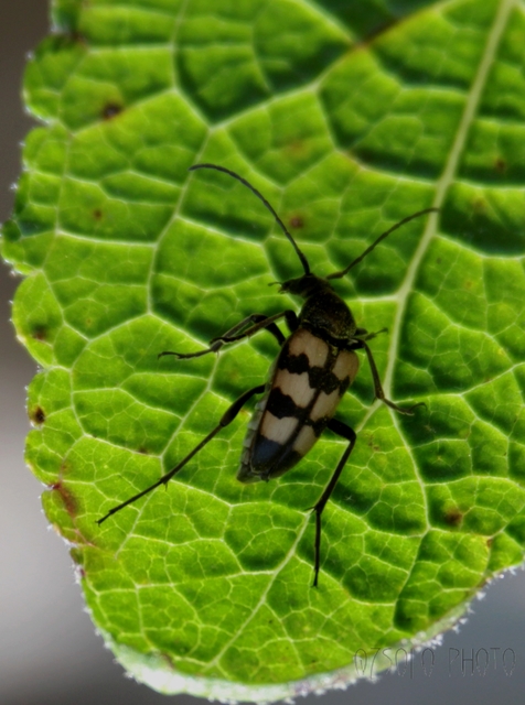 Pachytodes erraticus - rajzos virágcincér