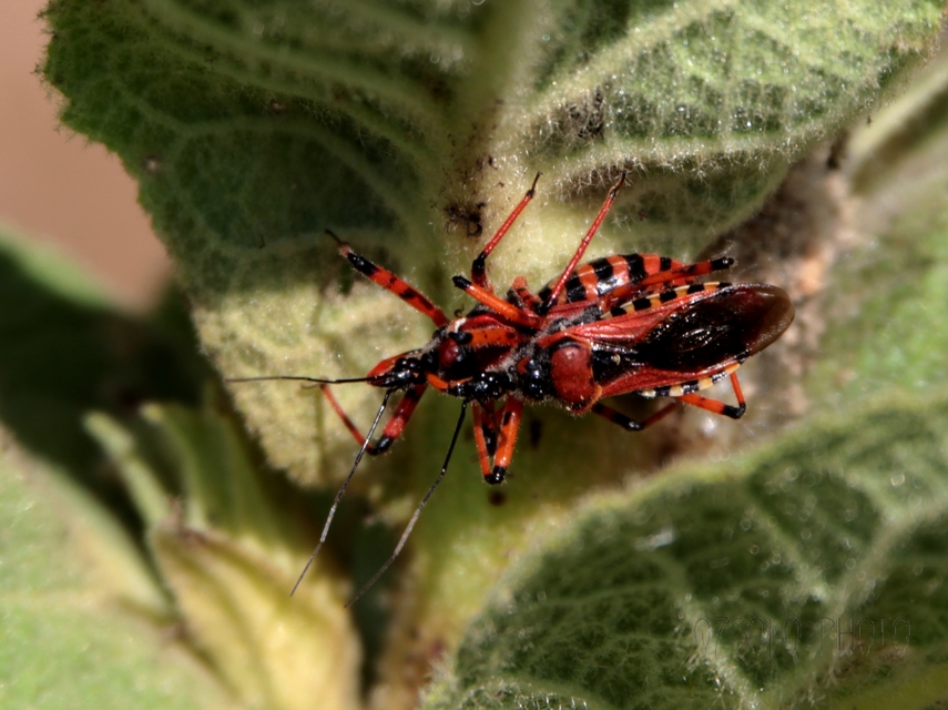Rhynocoris iracundus - közönséges gyilkospoloska