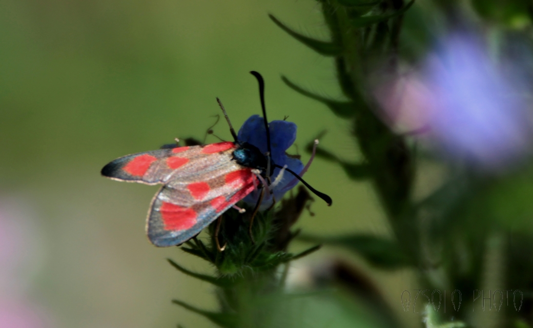 Zygaena loti - közönséges csüngőlepke