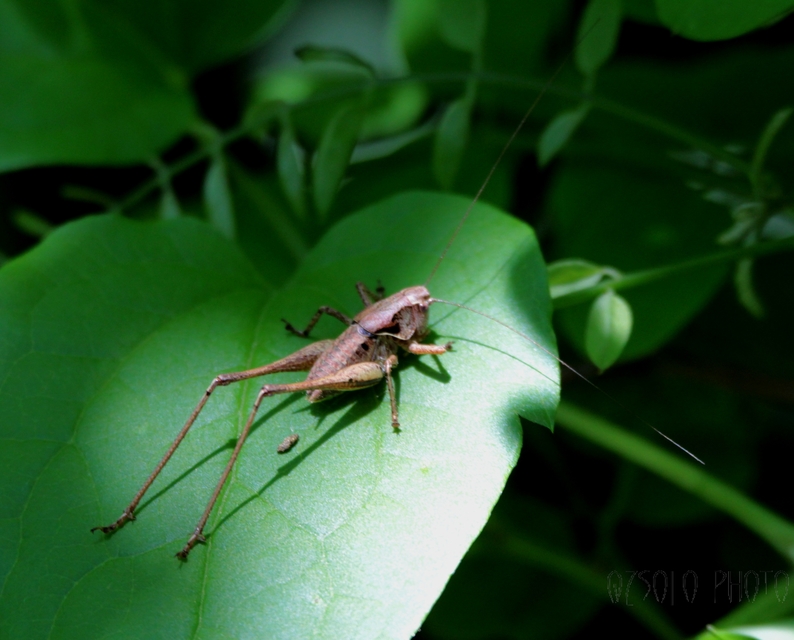 Pholidoptera griseoaptera - szürke avarszöcske