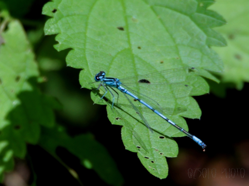 Coenagrion puella - azúrkék légivadász