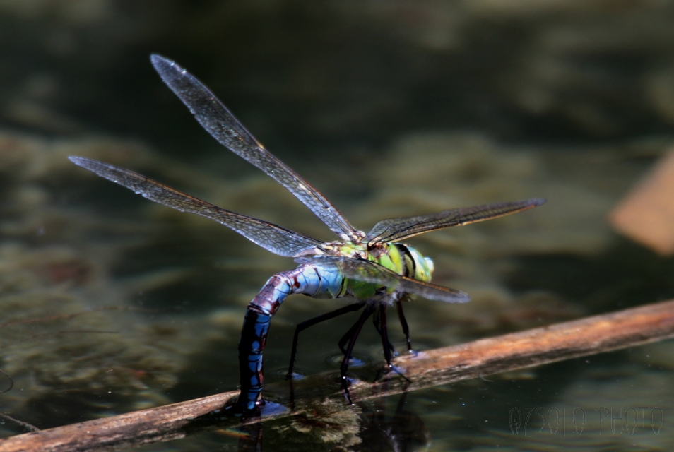 Anax imperator - zöld óriásacsa
