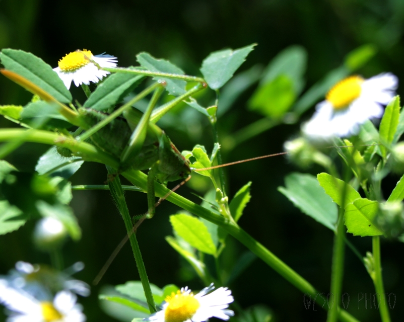 Tettigonia viridissima - zöld lombszöcske