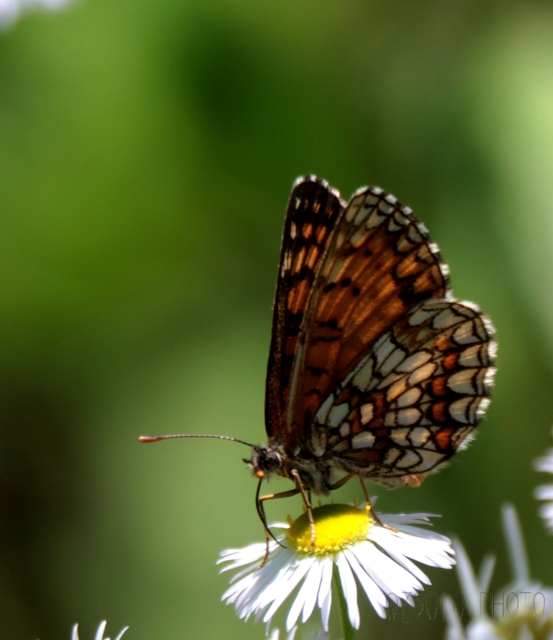 Melitaea athalia - közönséges tarkalepke