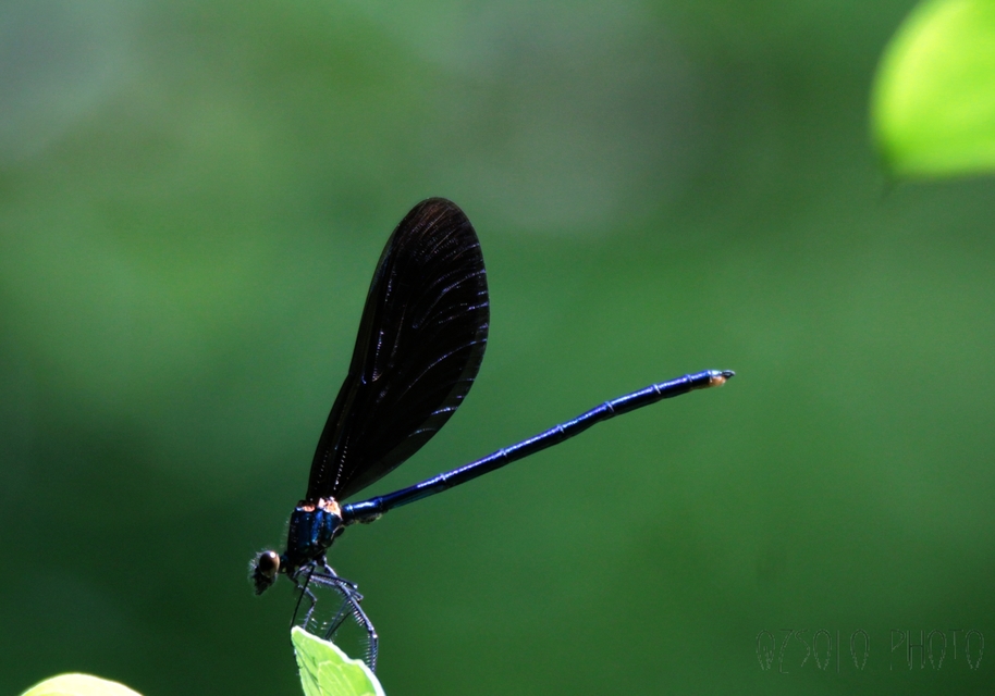 Calopteryx virgo - kisasszony-szitakötő