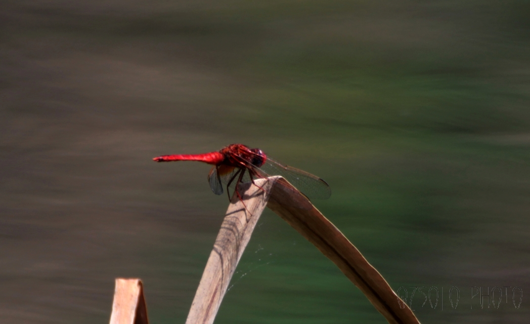 Crocothemis erythraea - skarlát szitakötő