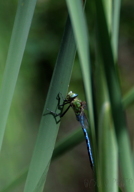 Anax imperator - zöld óriásacsa