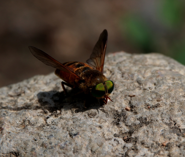 Philipomyia