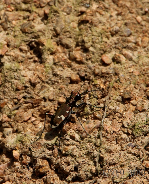 Cicindela soluta pannonica - pannon homokfutrinka