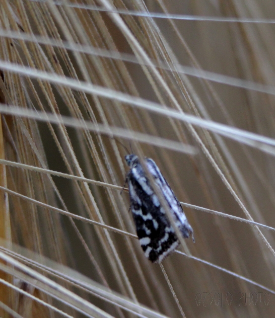 Emmelia trabealis - zebrabagoly