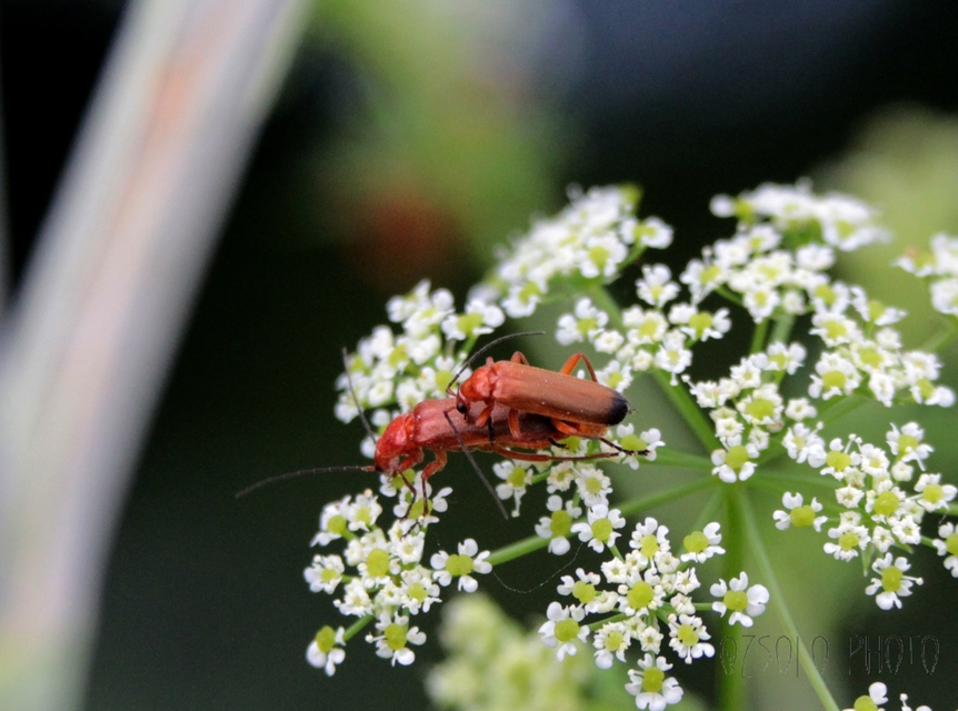 Rhagonycha fulva - feketevégű lágybogár