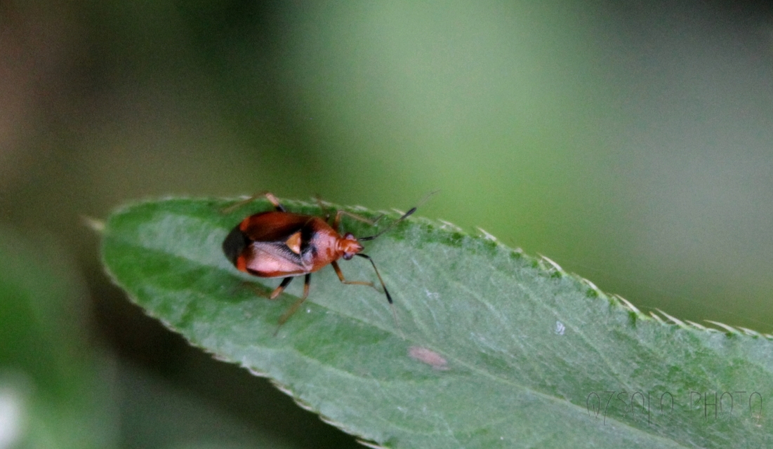 Deraeocoris ruber - vöröses mezeipoloska