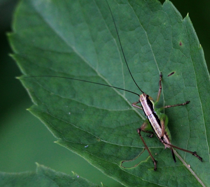 Pachytrachis gracilis - karcsú szöcske
