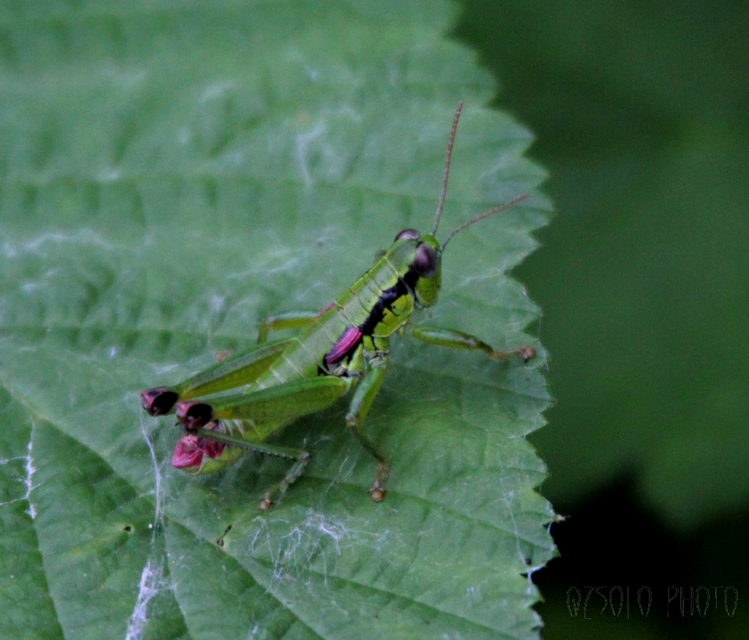 Odontopodisma decipiens - déli hegyisáska