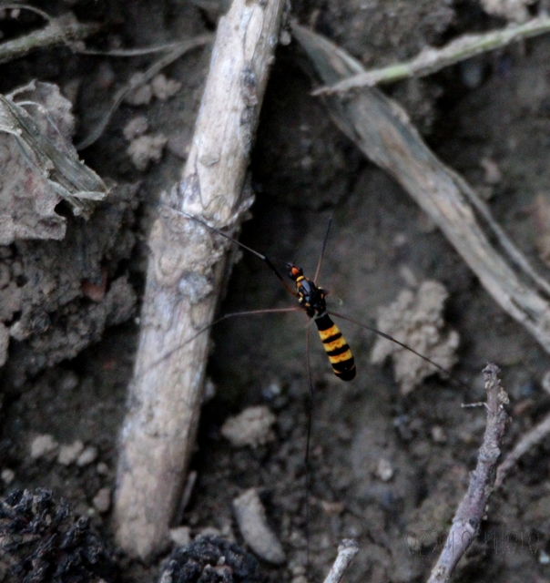 Nephrotoma crocata