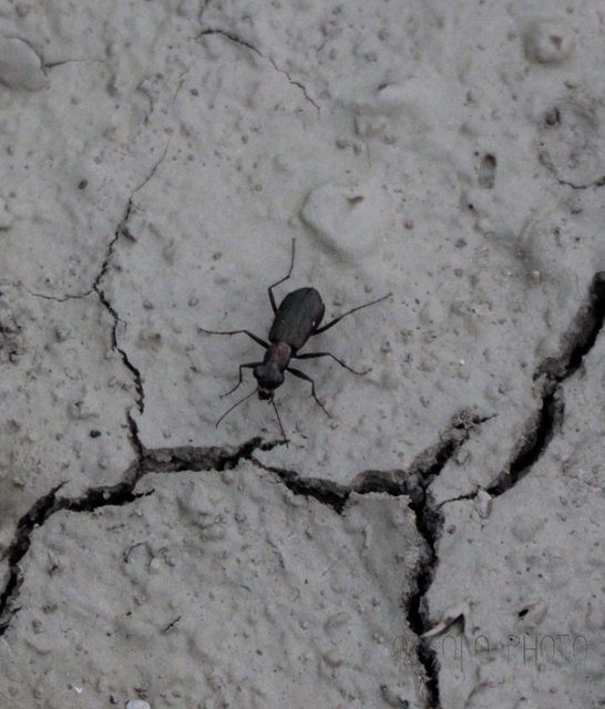 Cylindera germanica - parlagi homokfutrinka