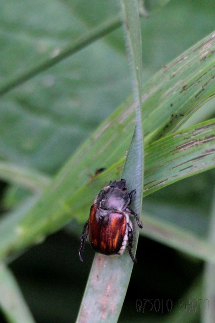 Anisoplia tempestiva - gabonaszipoly