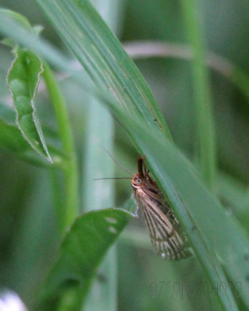 Chrysocrambus linetella - déli fűgyökérmoly