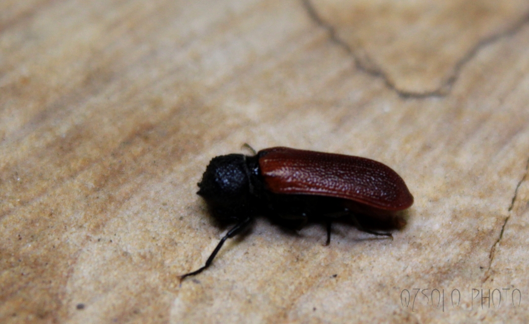 Bostrichus capucinus - piros csuklyásszú