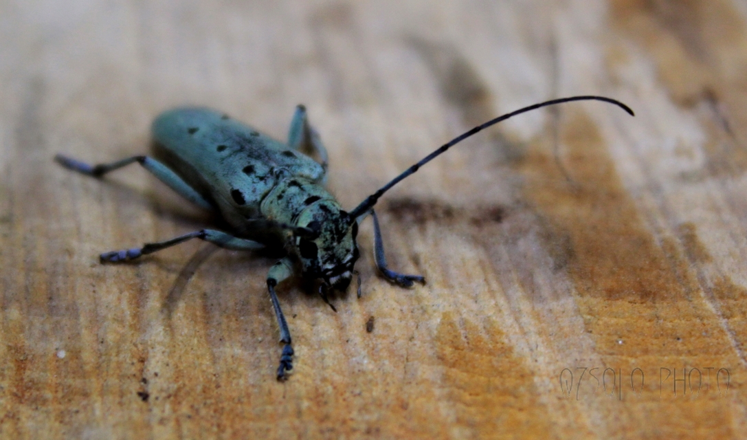 Saperda octopunctata - nyolcpontos cincér