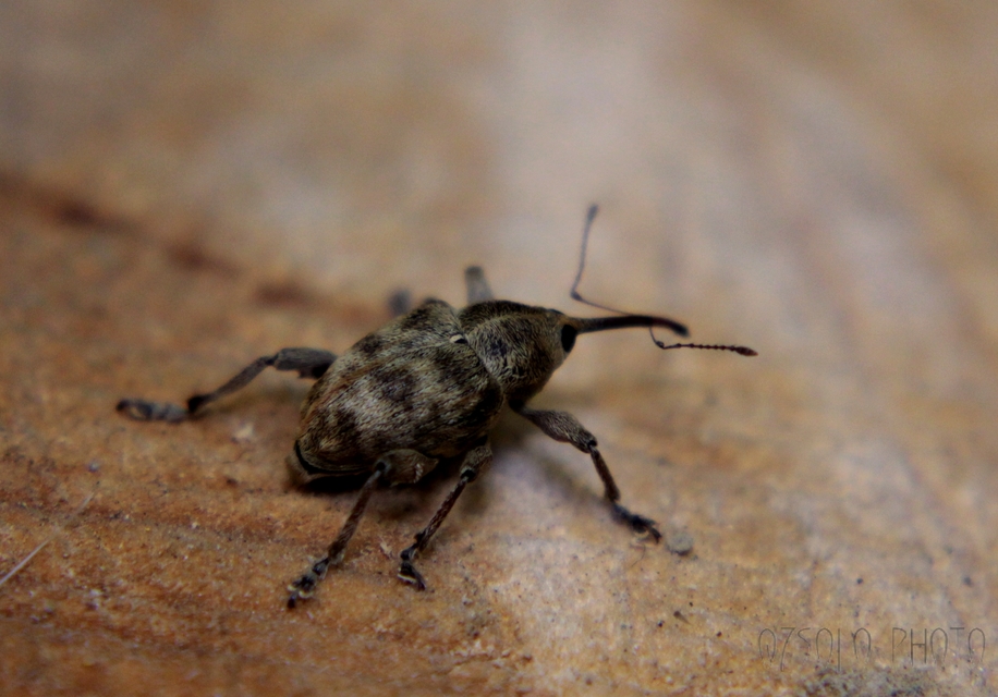 Curculio venosus - tarajos zsuzsóka