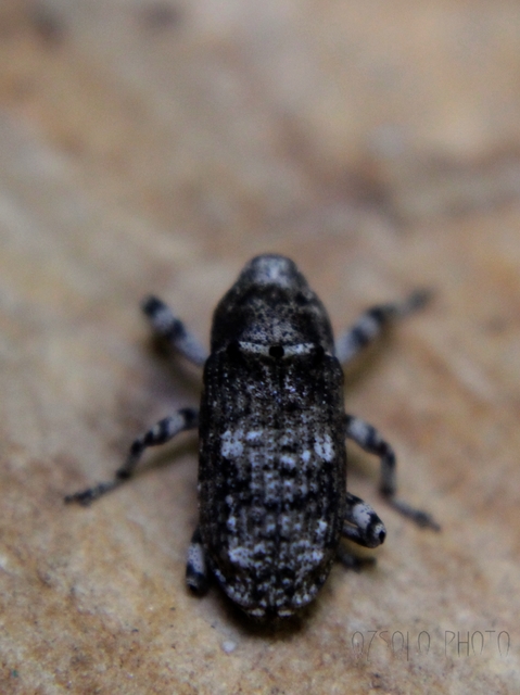 Gasterocercus depressirostris - laposorrú ormányos