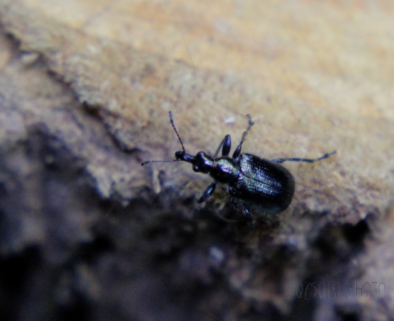 Lasiorhynchites
