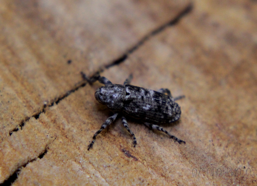 Gasterocercus depressirostris - laposorrú ormányos