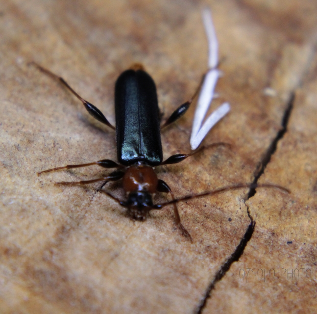 Phymatodes testaceus - változékony korongcincér