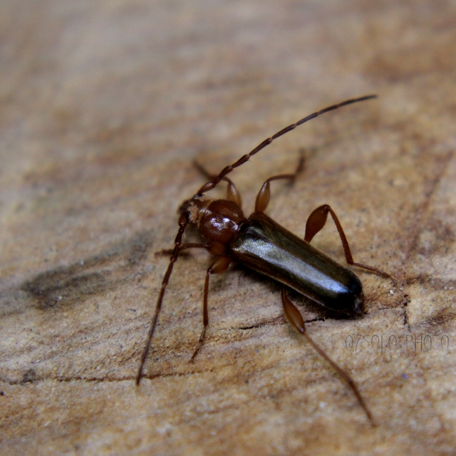 Phymatodes testaceus - változékony korongcincér