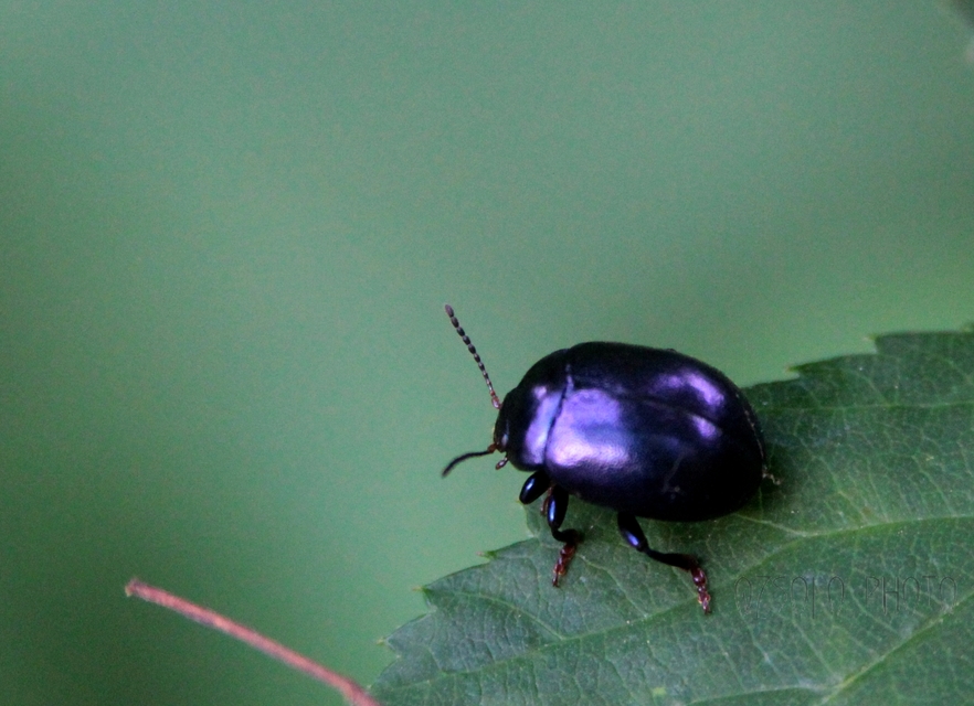 Chrysolina sturmi - vöröslábú levelész