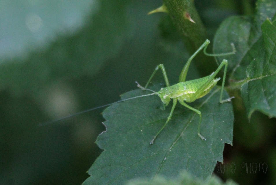Leptophyes boscii - sárgászöld virágszöcske