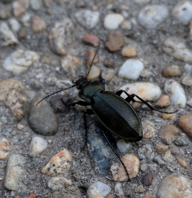 Carabus scheidleri praescheidleri - mecseki változó futrinka Carabus scheidleri praescheidleri - mecseki változó futrinka