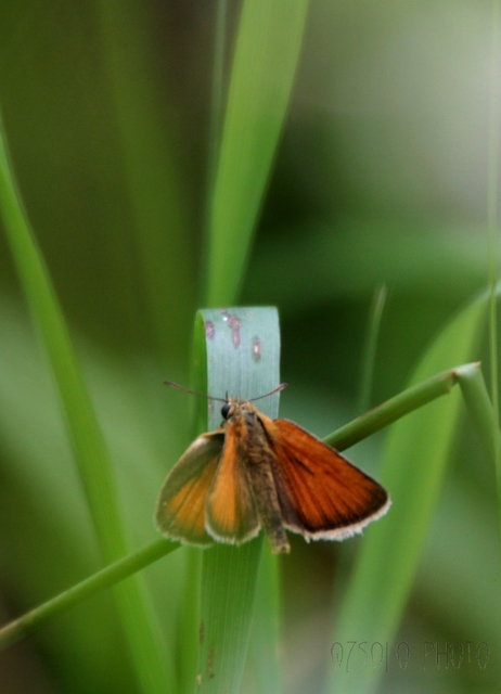 Thymelicus lineola - vonalas busalepke