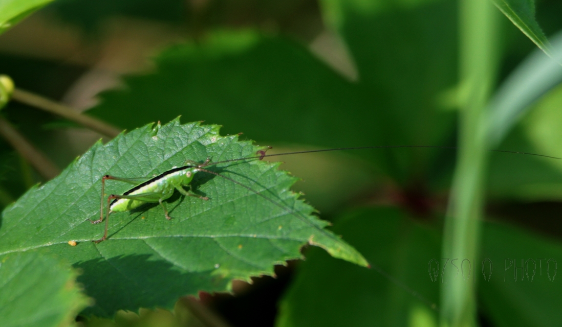 Conocephalus fuscus - kis kúpfejűszöcske