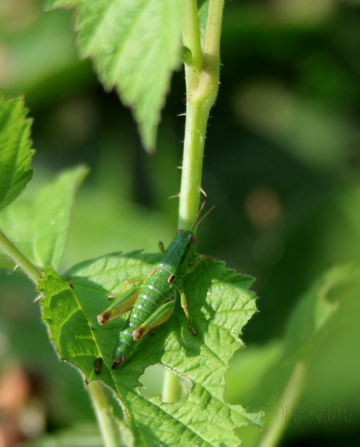 Odontopodisma decipiens - déli hegyisáska