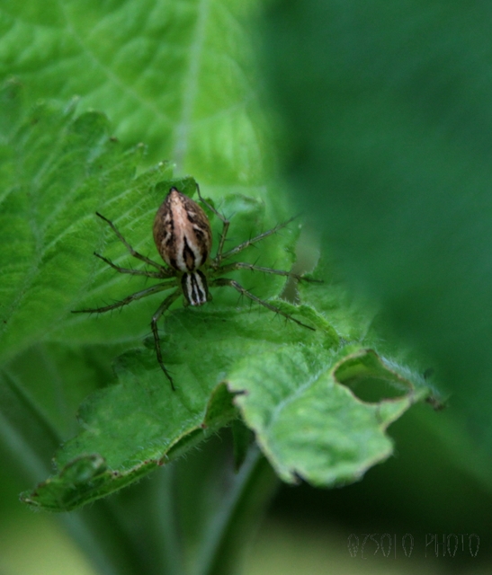 Oxyopes lineatus
